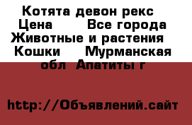 Котята девон рекс › Цена ­ 1 - Все города Животные и растения » Кошки   . Мурманская обл.,Апатиты г.